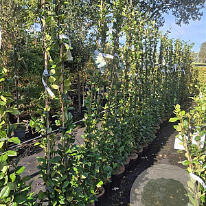 Trachelospermum jasminoides 180 cm 5,0L