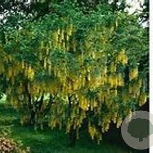 Laburnum alpinum 'Pendulum' 6-8 cm 18L 180 cm stam