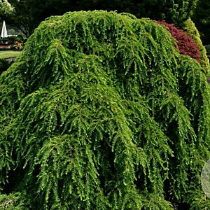 Tsuga canadensis 'Pendula' 175-200 cm 20L