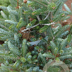 Abies k. 'Frosty' 50-60 cm draadkluit extra