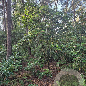 Rhododendron 'Cunningham's White' 300-350 cm met kluit meerstammig