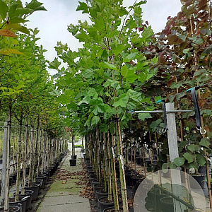 Platanus hispanica 12-14 HO container