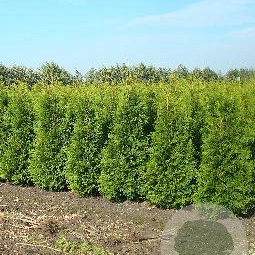 Thuja occ. 'Brabant' 150-175 cm met kluit