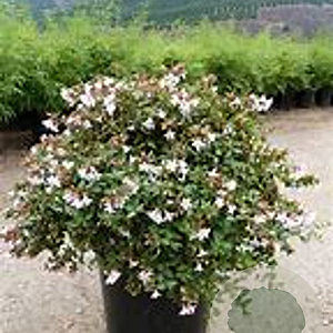 Abelia 'Edward Goucher' 150-175 cm 50L