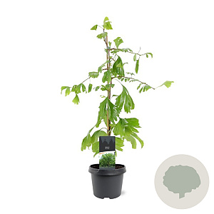 Ginkgo biloba 50-60 cm 3,0L