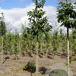 Castanea sativa 14-16 HO draadkluit