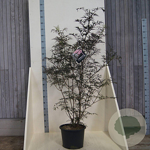 Sambucus nigra Black Lace 150-175 cm 20L meerstammig