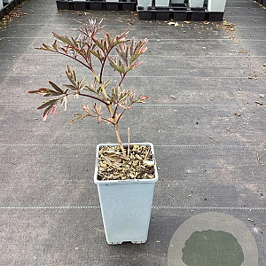Sambucus nigra Black Lace GM C1.5