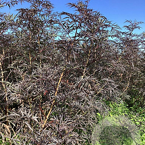 Sambucus nigra Black Lace 125-150 cm wortelgoed