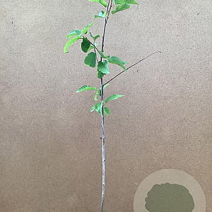 Prunus avium 50-60 cm C1.5