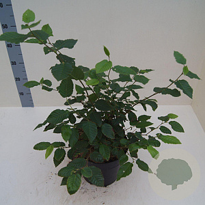 Alnus glutinosa 60-80 cm 6L meerstammig