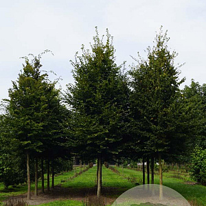 Carpinus betulus 20-25 HO draadkluit
