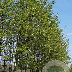 Alnus spaethii 25-30 HO draadkluit