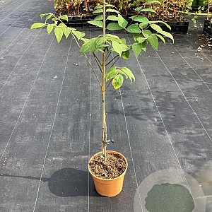 Decaisnea fargesii GM C3