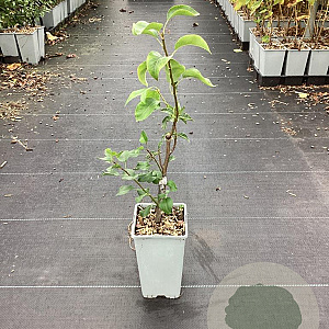 Pyrus c. 'Conference' GM C1.5