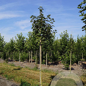 Acer plat. 'Emerald Queen' 10-12 HO draadkluit