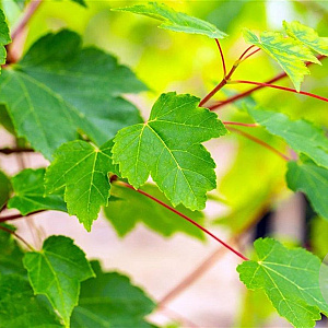 Acer rubrum 'October Glory' 16-18 HO draadkluit