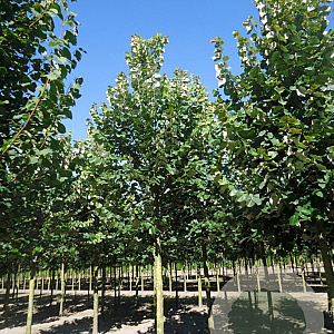 Tilia tomentosa 'Brabant' 20-25 HO draadkluit