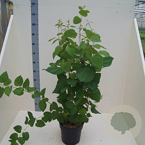 Cercidiphyllum japonicum 60-80 cm 6L meerstammig