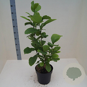 Magnolia kobus 60-80 cm 6L meerstammig