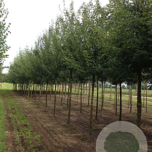 Acer campestre 'Elsrijk' 14-16 HO draadkluit