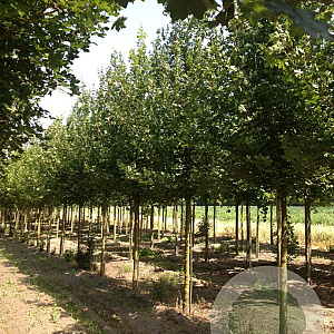 Acer campestre 'Elsrijk' 18-20 HO draadkluit