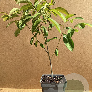 Diospyros lotus 40-60 cm 3,0L