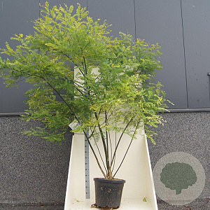 Styphnolobium japonicum 200-250 cm cont. 55L meerstammig