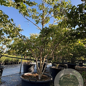 Heptacodium miconioides 175-200 cm cont. 110L