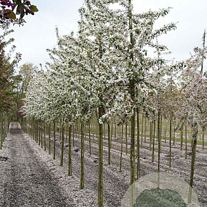 Malus 'Red Sentinel' 12-14 HO draadkluit