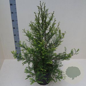 Taxodium distichum 60-80 cm 6L meerstammig