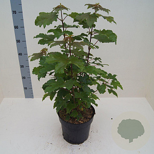 Acer pseudoplatanus 60-80 cm 6L meerstammig