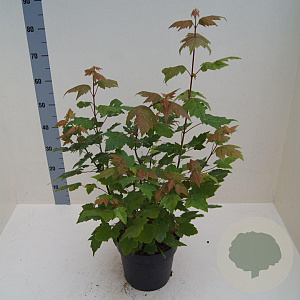 Acer rufinerve 60-80 cm 6L meerstammig