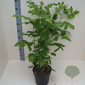 Acer negundo 60-80 cm 6L meerstammig
