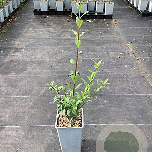 Ligustrum vulgare GM C1.5