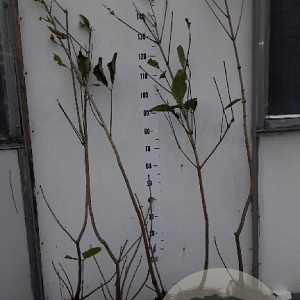Aesculus parviflora 80-100 cm met kluit 1 tak