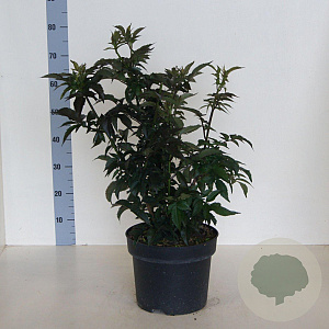 Sambucus nigra Black Tower 60-80 cm 10L meerstammig
