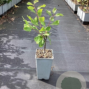 Prunus d. 'Victoria' GM C1.5