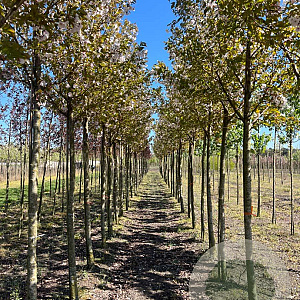 Prunus ser. 'Sunset Boulevard' 14-16 HO draadkluit