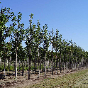 Prunus ser. 'Sunset Boulevard' 16-18 HO draadkluit