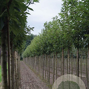 Prunus ser. 'Sunset Boulevard' 16-18 HO draadkluit