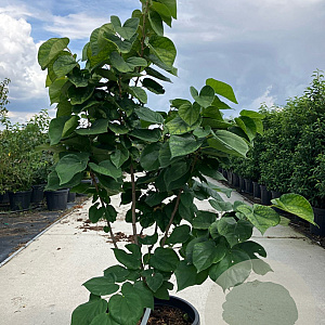 Cercis chinensis 'Avondale' 100-125 cm 20L