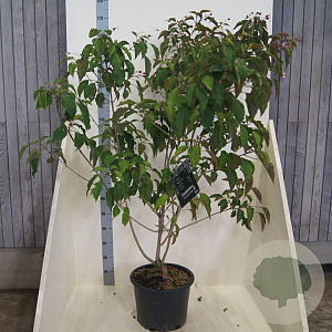 Clerodendrum trichotomum fargesii 150-175 cm 20L meerstammig
