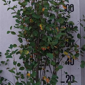 Amelanchier ovalis 100-125 cm 20L