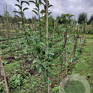 Pyrus c. 'Winterrietpeer' 150-175 cm wortelgoed