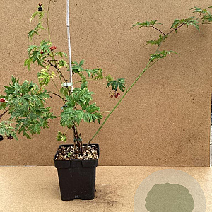 Rubus frut. 'Thornless Evergreen' 60-80 cm 3,0L