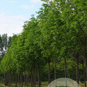 Acer plat. 'Columnare' 16-18 HO draadkluit