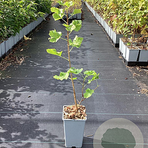 Ribes 'Josta' GM C1.5