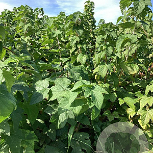 Ribes 'Josta' 80-100 cm wortelgoed