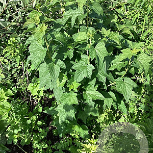 Ribes rub. 'Werdavia' 60-80 cm wortelgoed 3-4 tak